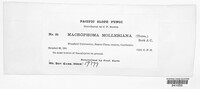 Phacidium mollerianum image